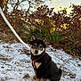 puppy, dog, snow, leash, outdoor, forest, tree, leaves, autumn, nature, greenery, cute, pet, fur, young, animal, sitting, collar, daylight, curious
