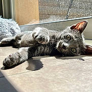 Mya participe au concours pour gagner de l'argent avec cette photo : cat, kitten, gray_cat, pet, sunlight, window, tile_floor, paw, whiskers, ear, eyes, shadow, relaxing, lounging, cozy, indoor, floor, glass, fluffy_bed, sunbeam