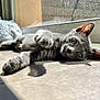 cat, kitten, gray_cat, pet, sunlight, window, tile_floor, paw, whiskers, ear, eyes, shadow, relaxing, lounging, cozy, indoor, floor, glass, fluffy_bed, sunbeam