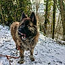 Aroha participe au concours pour gagner de l'argent avec cette photo : adventure, alert, animal, branch, canine, cold, daylight, dog, forest, fur, ground, leafless_trees, leash, nature, outdoor, snow, standing, tongue, trees, winter