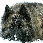 Aroha participe au concours pour gagner de l'argent avec cette photo : animal, canine, closeup, cold, dog, ears, eyes, face, frost, fur, harness, lying, muzzle, nature, outdoor, pet, snow, snowflakes, winter, winter_clothing