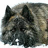 animal, canine, closeup, cold, dog, ears, eyes, face, frost, fur, harness, lying, muzzle, nature, outdoor, pet, snow, snowflakes, winter, winter_clothing