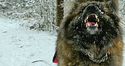 Aroha a rejoint le concours — aidez-le/la à gagner de superbes lots ! animal, bark, canine, chain_collar, cold, dog, fluffy, forest, fur, motion_blur, mouth_open, nature, outdoor, path, snow, snowfall, teeth, tree, wild, winter