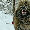 animal, bark, canine, chain_collar, cold, dog, fluffy, forest, fur, motion_blur, mouth_open, nature, outdoor, path, snow, snowfall, teeth, tree, wild, winter