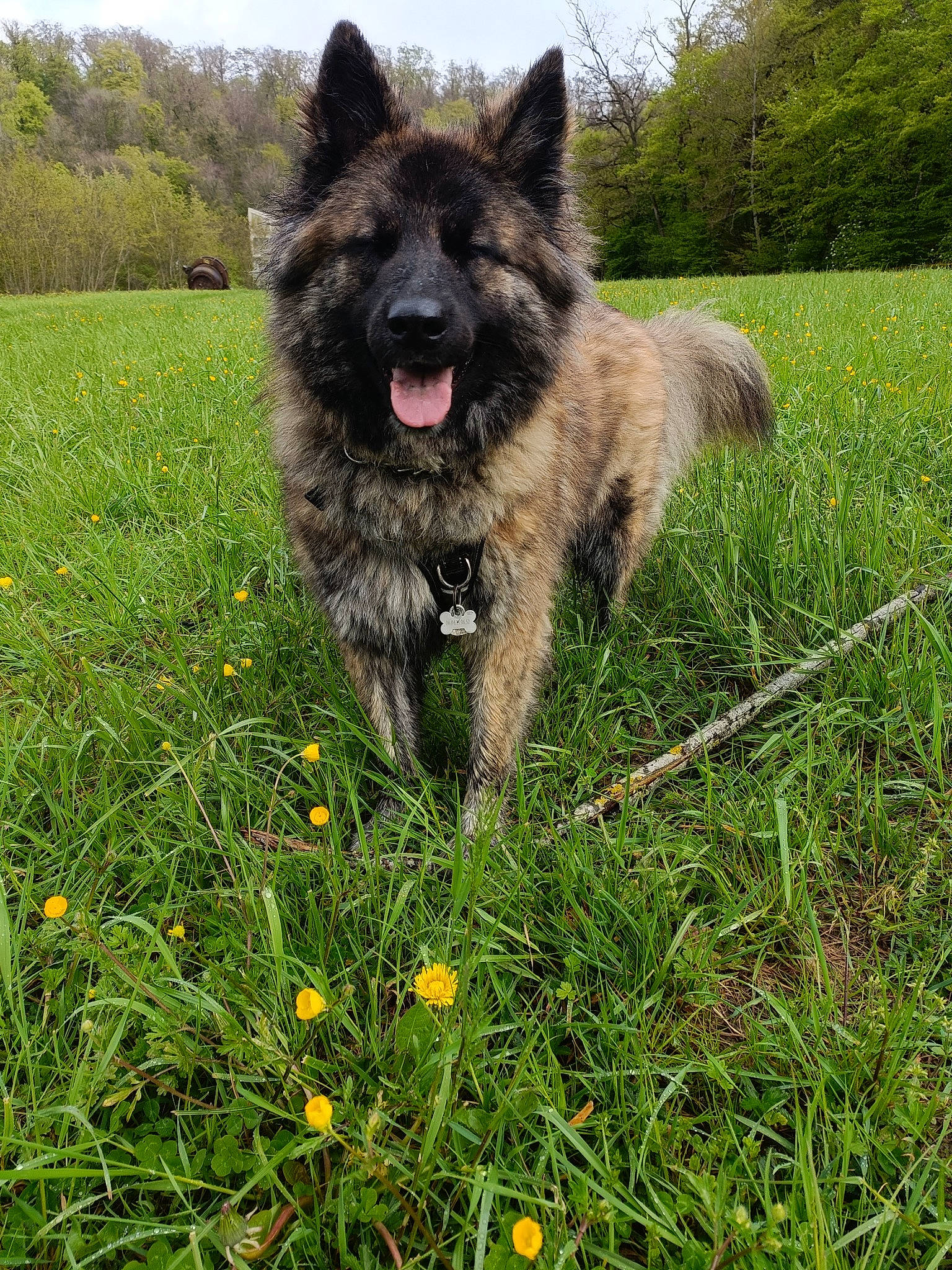 Aroha a rejoint le concours — aidez-le/la à gagner de superbes lots ! canidae, carnivore, companion_dog, dog, dog_breed, fawn, flower, grass, grassland, herbaceous_plant, herding_dog, plant, prairie, sky, snout, sporting_group, terrestrial_animal, tree, working_animal, working_dog