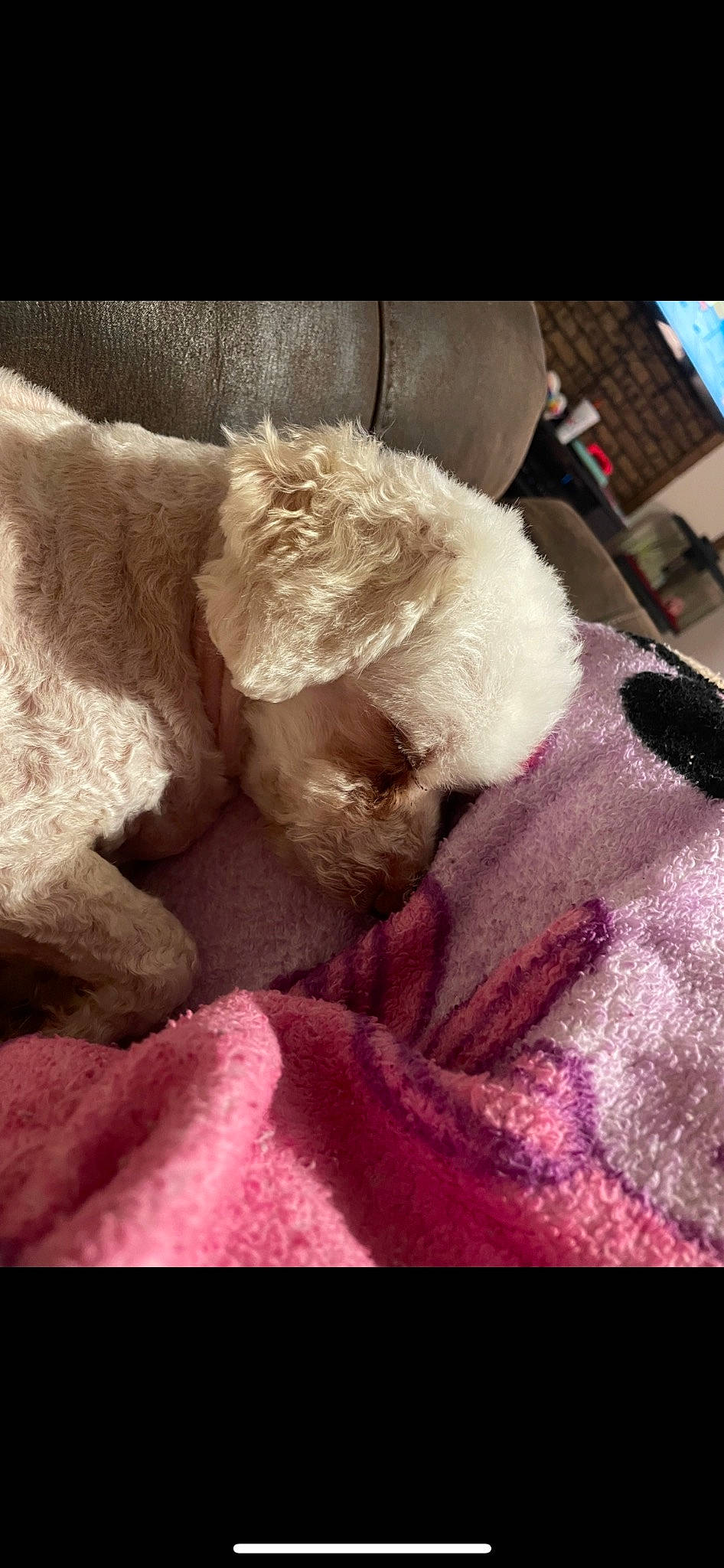 Charity is registered to the contest to win money with this photo: carnivore, cloud, comfort, companion_dog, dog_breed, fawn, felidae, fur, linens, magenta, paw, small_to_medium_sized_cats, snout, sporting_group, tail, teddy_bear, toy, whiskers, wool, wrinkle