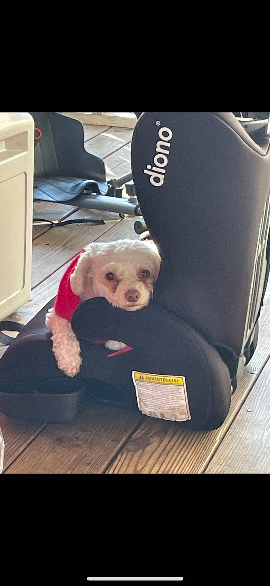 Charity joined the competition — help win amazing prizes! auto_part, automotive_design, automotive_exterior, baby_products, car_seat, car_seat_cover, comfort, companion_dog, dog, dog_breed, dog_clothes, family_car, flooring, head_restraint, luxury_vehicle, motor_vehicle, seat_belt, snout, toy, vehicle_door