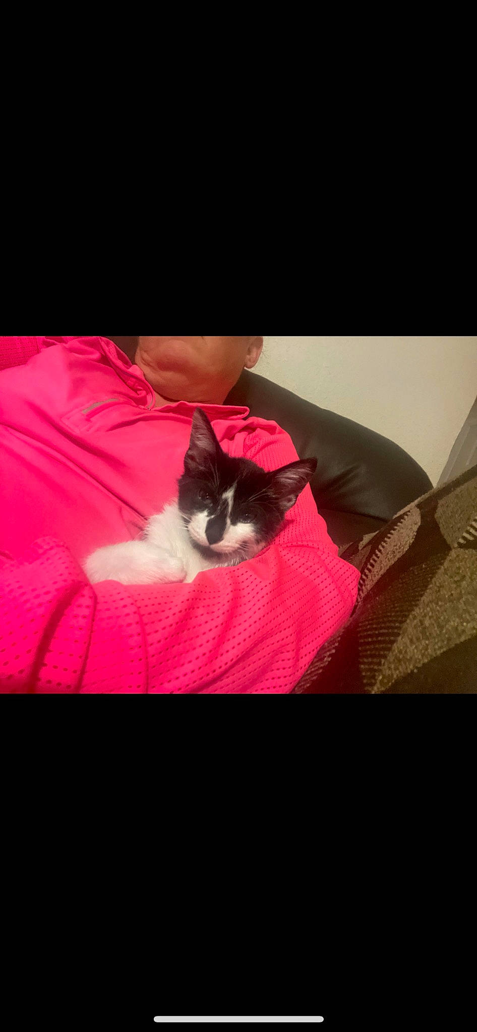 Oreo is registered to the contest to win money with this photo: carmine, carnivore, cat, comfort, darkness, felidae, font, fur, lap, linens, love, magenta, photo_caption, pink, sleeve, small_to_medium_sized_cats, tail, textile, tints_and_shades, whiskers