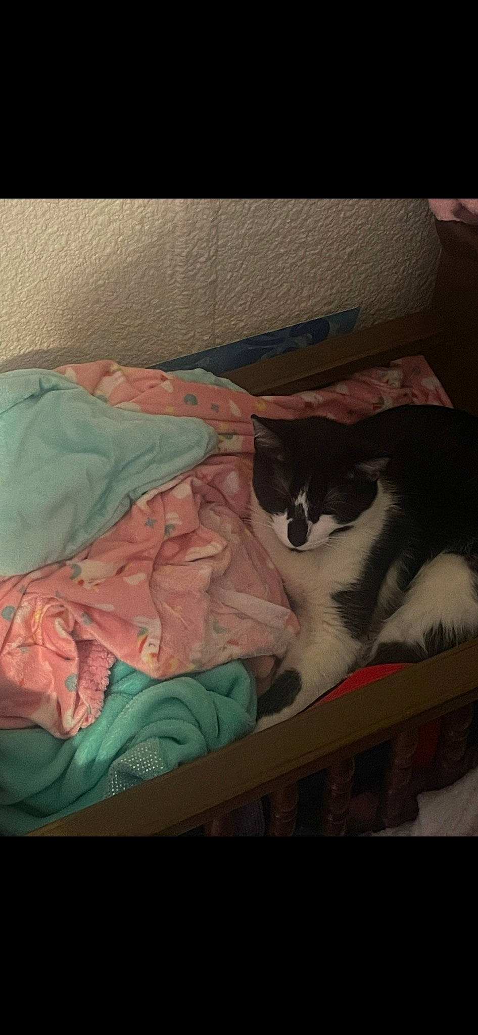 Oreo joined the competition — help win amazing prizes! bag, bedding, box, carnivore, cat, comfort, domestic_short_haired_cat, felidae, fur, linens, mammal, pattern, room, small_to_medium_sized_cats, tail, textile, tints_and_shades, vertebrate, whiskers, wood