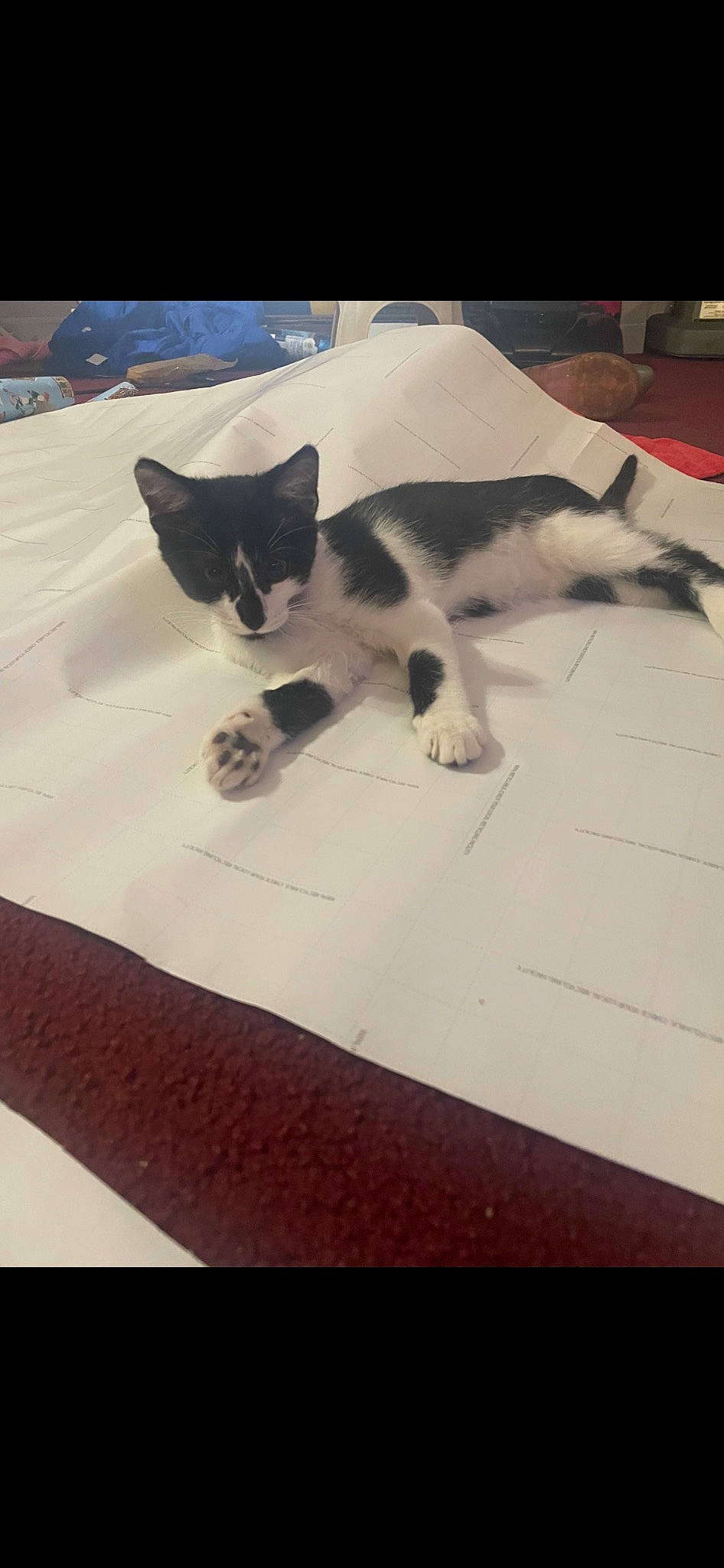 Oreo joined the competition — help win amazing prizes! carnivore, cat, cloud, comfort, domestic_short_haired_cat, felidae, flooring, fur, hardwood, linens, mammal, paw, rectangle, small_to_medium_sized_cats, snout, square, tail, vertebrate, whiskers, wood