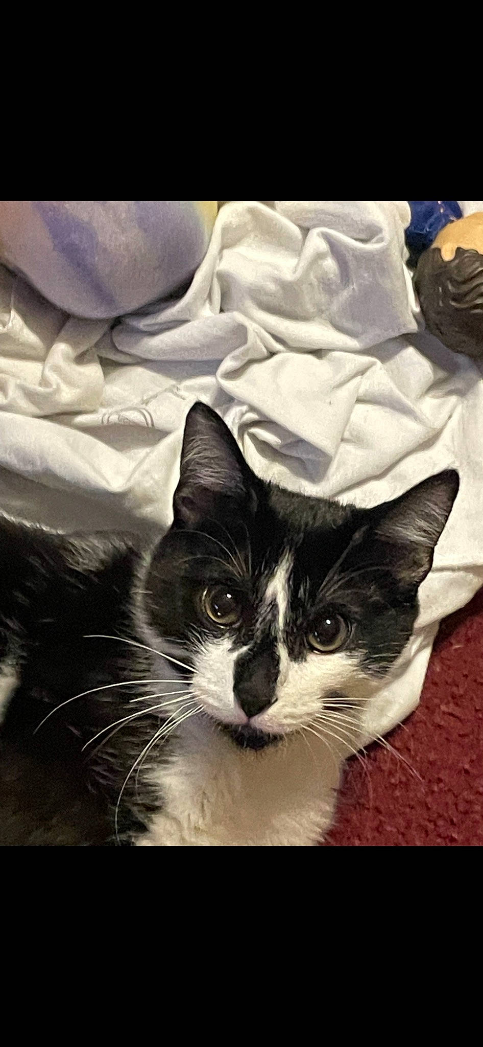 Oreo is registered to the contest to win money with this photo: carnivore, cat, comfort, domestic_short_haired_cat, felidae, formal_wear, fur, linens, monochrome, monochrome_photography, paw, photo_caption, small_to_medium_sized_cats, snout, square, textile, whiskers, window