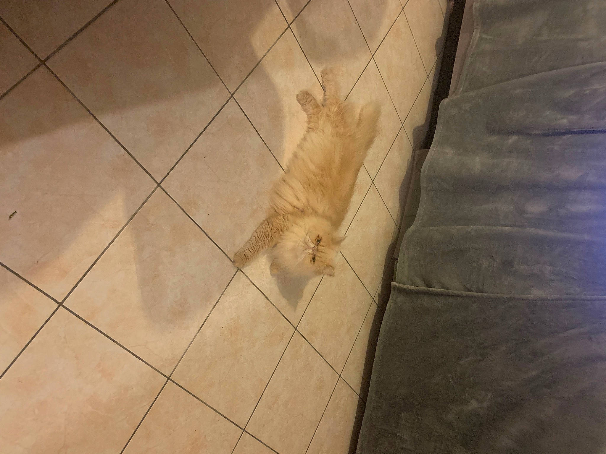 Princesse participe au concours pour gagner de l'argent avec cette photo : carnivore, companion_dog, dog_breed, fawn, felidae, floor, flooring, fur, hardwood, plywood, road_surface, small_to_medium_sized_cats, snout, sporting_group, tail, terrestrial_animal, tile_flooring, whiskers, wood, wood_stain