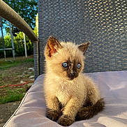 Mochis a rejoint le concours — aidez-le/la à gagner de superbes lots ! kitten, cat, siamese, blue_eyes, outdoor, sunlight, chair, cushion, pet, animal, furry, young, cute, whiskers, feline, garden, nature, shadow, daylight, portrait