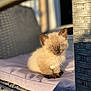 animal, blue_eyes, cat, chair, cushion, cute, feline, fur, kitten, outdoor, pet, portrait, resting, shadow, siamese, small, soft, sunlight, wicker, young