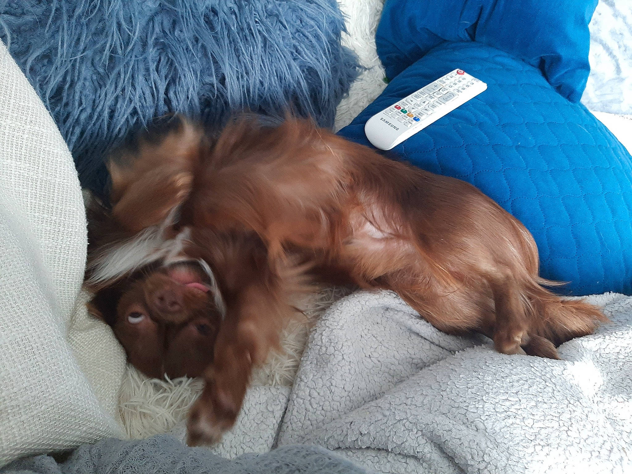 Coerby participe au concours pour gagner de l'argent avec cette photo : canidae, carnivore, comfort, companion_dog, dog, dog_breed, electric_blue, fawn, fur, liver, nap, paw, sleep, snout, spaniel, sporting_group, terrestrial_animal, whiskers, working_animal, wrinkle