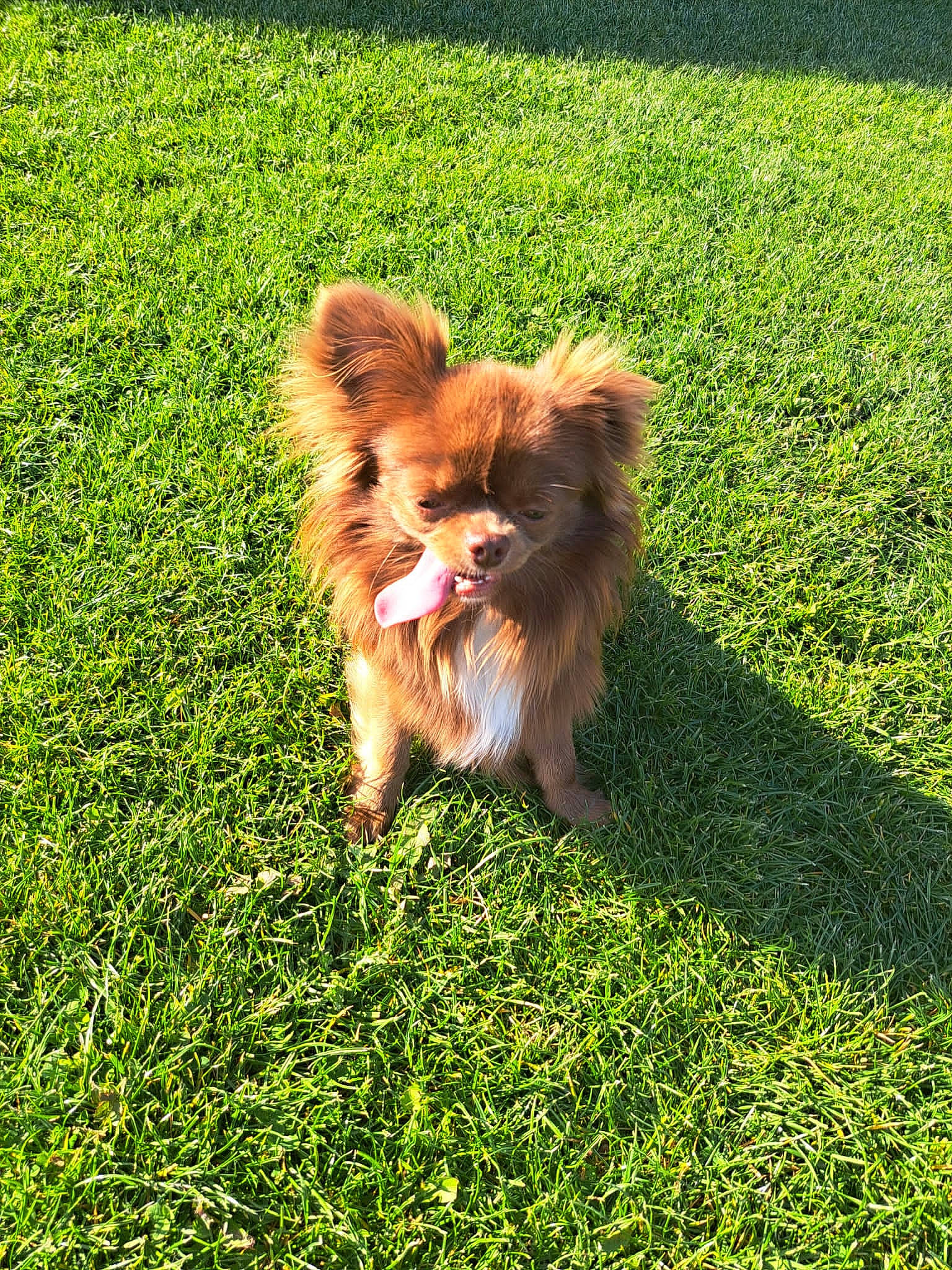 Coerby a rejoint le concours — aidez-le/la à gagner de superbes lots ! canidae, carnivore, companion_dog, dog, dog_breed, fawn, fur, german_spitz, german_spitz_klein, grass, groundcover, liver, plant, snout, sporting_group, tail, toy_dog, volpino_italiano, water_dog, whiskers