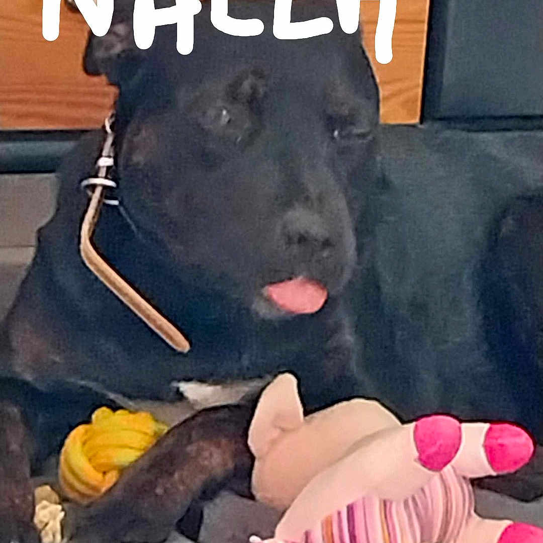 Nalla