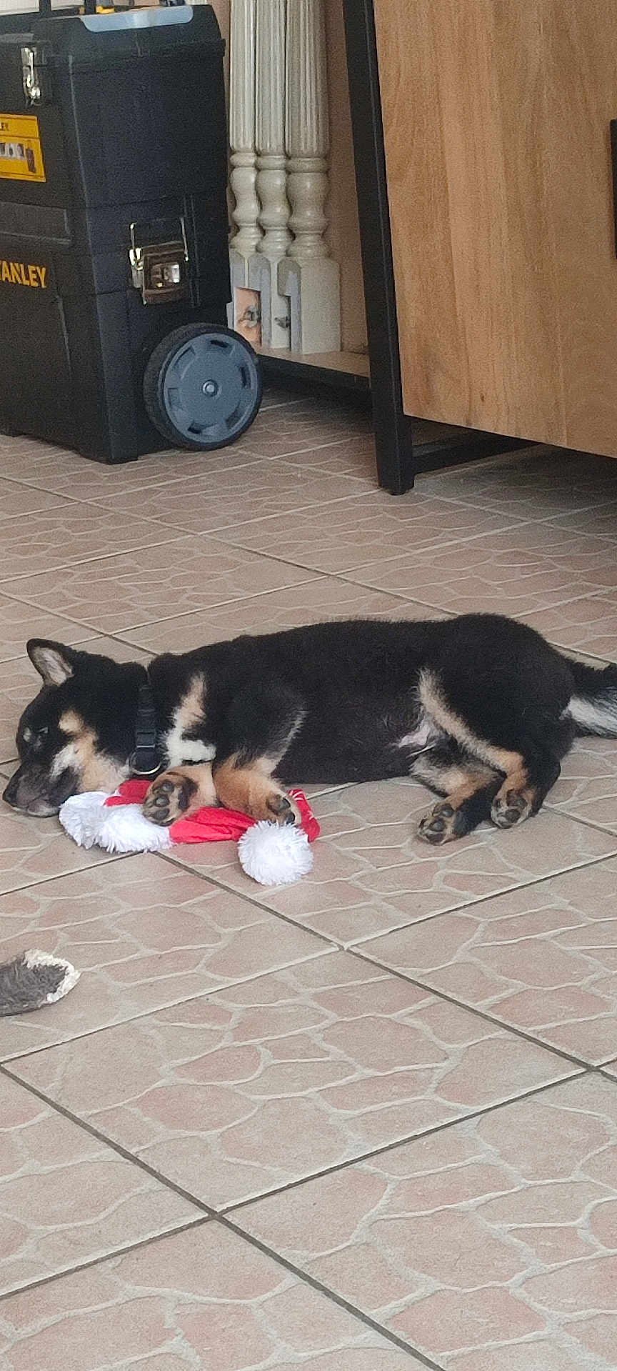 Baloo participe au concours pour gagner de l'argent avec cette photo : dog, sleeping, floor, tile, indoor, black_and_tan, santa_hat, toy, toolbox, furniture, wood, collar, paw, resting, pet, domestic_animal, home, quiet, relaxation, animal
