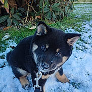 Baloo a rejoint le concours — aidez-le/la à gagner de superbes lots ! puppy, dog, snow, leash, outdoor, grass, greenery, black_fur, tan_fur, cute, pet, animal, winter, nature, young_dog, playful, collar, close_up, head_tilt, snowy_ground