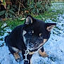 puppy, dog, snow, leash, outdoor, grass, greenery, black_fur, tan_fur, cute, pet, animal, winter, nature, young_dog, playful, collar, close_up, head_tilt, snowy_ground