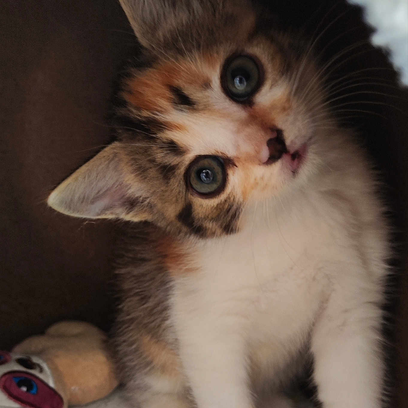 Mia participe au concours pour gagner de l'argent avec cette photo : animal, cat, closeup, cozy, curious, cute, ears, eyes, feline, fur, indoor, kitten, pet, playful, plush, small, soft, toy, whiskers, young