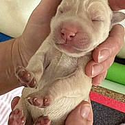 Baby is registered to the contest to win money with this photo: newborn, puppy, sleeping, hands, animal, cute, small, pink_paws, closed_eyes, soft_fur, background_puppies, indoor, resting, peaceful, mammal, pet, adorable, young, closeup, human_hands