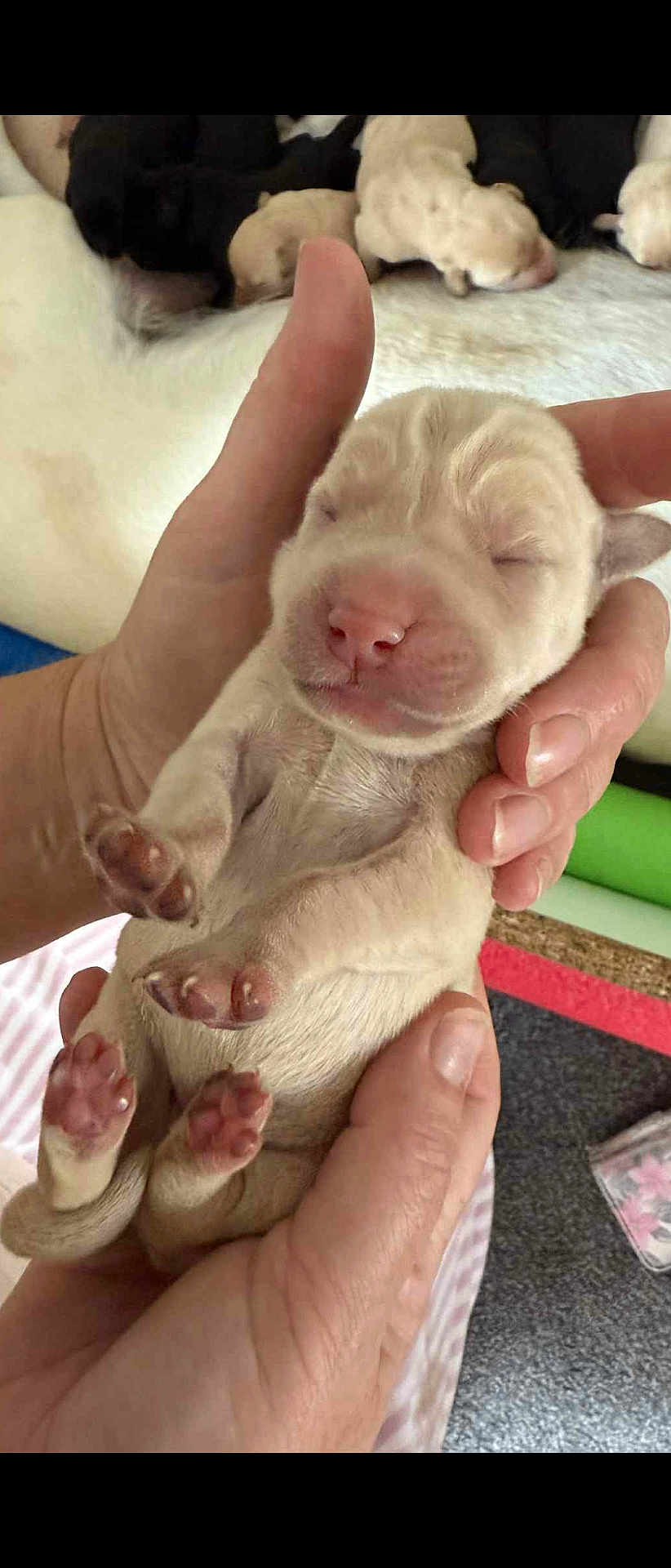 Baby