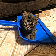 Pooniur joined the competition — help win amazing prizes! kitten, cat, dustpan, blue, floor, tile, brown_couch, indoor, pet, animal, cute, small, tabby, fur, whiskers, ears, eyes, curious, resting, domestic