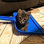 kitten, cat, dustpan, blue, floor, tile, brown_couch, indoor, pet, animal, cute, small, tabby, fur, whiskers, ears, eyes, curious, resting, domestic