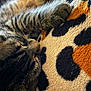 Pooniur is registered to the contest to win money with this photo: cat, tabby, sleeping, close_up, furry, whiskers, paw, blanket, patterned_blanket, orange, black, soft_texture, cozy, resting, indoor, pet, animal, fur, cute, relaxed