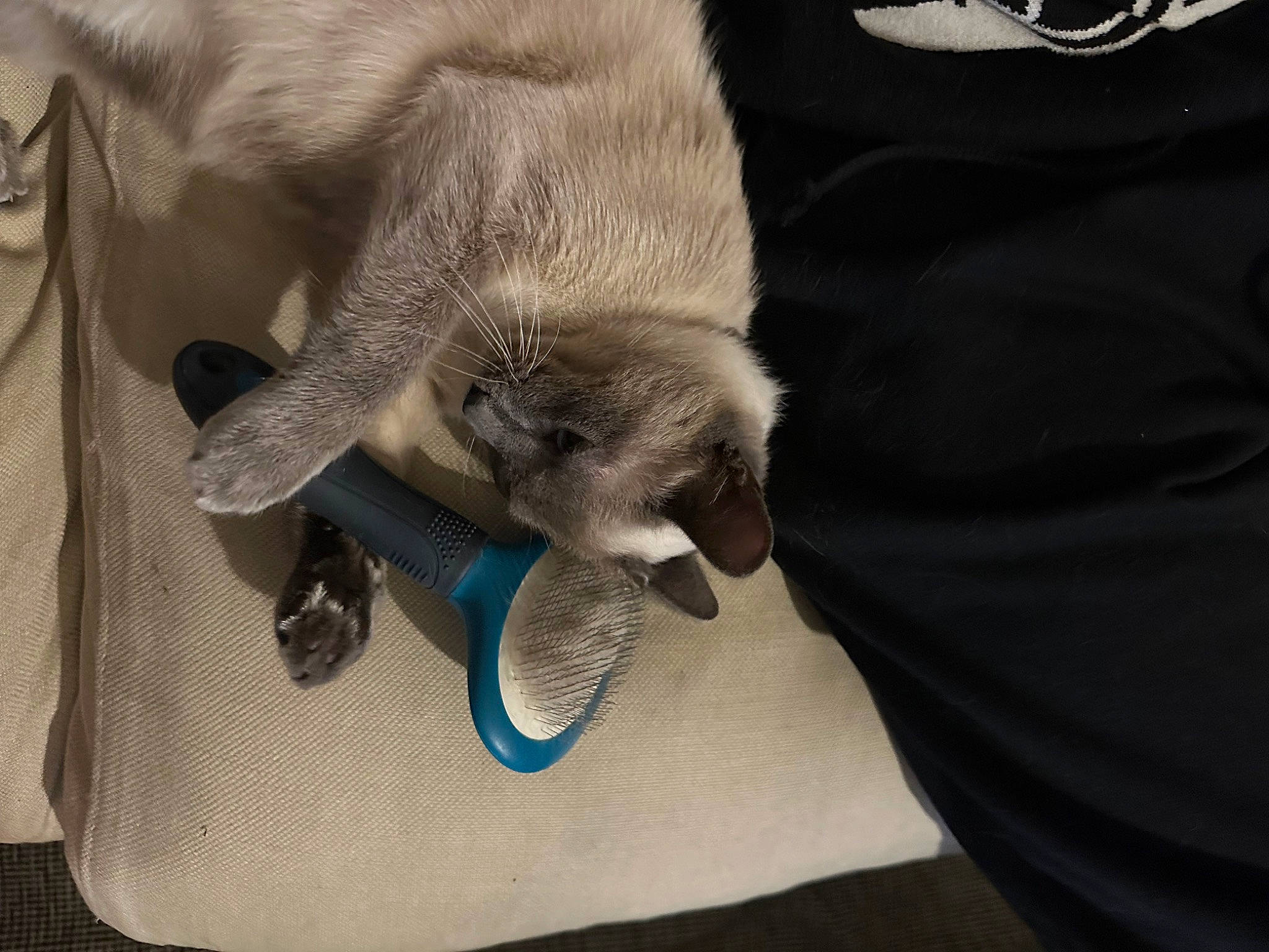 Unity participe au concours pour gagner de l'argent avec cette photo : canidae, carnivore, claw, comfort, companion_dog, dog_breed, domestic_short_haired_cat, fawn, felidae, fur, grey, paw, sleeve, small_to_medium_sized_cats, snout, sporting_group, tail, whiskers, working_animal, wrinkle