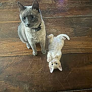 Unity participe au concours pour gagner de l'argent avec cette photo : animal, cat, collar, cute, domestic_cat, ears, eyes, feline, floor, fur, indoor, kitten, paws, pet, playful, resting, two_animals, whiskers, wooden_floor, young_cat