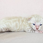 Baron a rejoint le concours — aidez-le/la à gagner de superbes lots ! kitten, newborn, cat, blue_eyes, striped, fur, cute, small, animal, pet, lying_down, pink_paws, whiskers, soft, closeup, adorable, young, mammal, indoor, resting