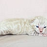 kitten, newborn, cat, blue_eyes, striped, fur, cute, small, animal, pet, lying_down, pink_paws, whiskers, soft, closeup, adorable, young, mammal, indoor, resting