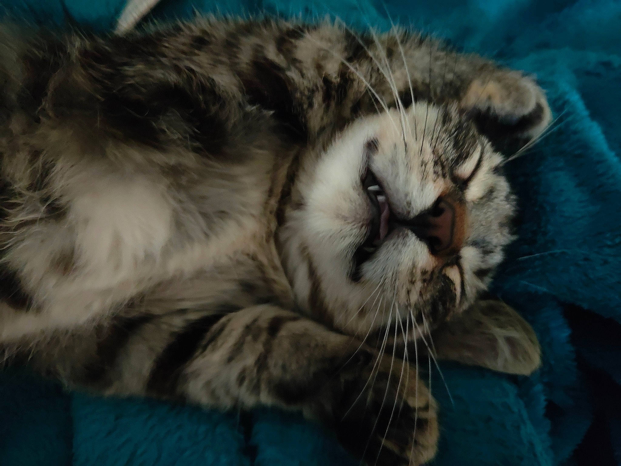 Dior participe au concours pour gagner de l'argent avec cette photo : big_cats, carnivore, cat, claw, close_up, comfort, domestic_short_haired_cat, eye, fawn, felidae, fur, nap, paw, sleep, small_to_medium_sized_cats, tail, terrestrial_animal, whiskers, wildlife