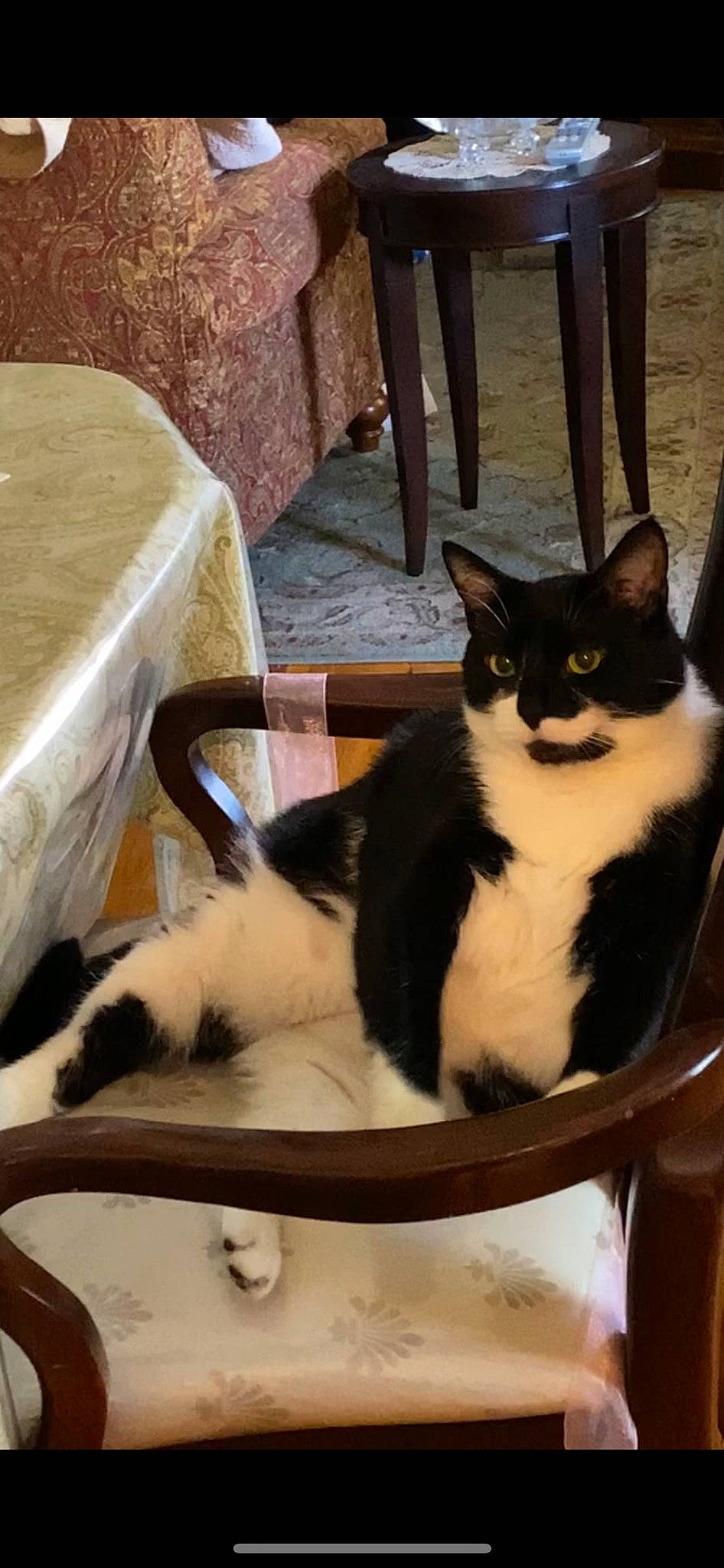 Magic joined the competition — help win amazing prizes! carnivore, cat, cat_supply, chair, comfort, domestic_short_haired_cat, felidae, formal_wear, fur, hardwood, pet_supply, sitting, small_to_medium_sized_cats, tail, whiskers, wood