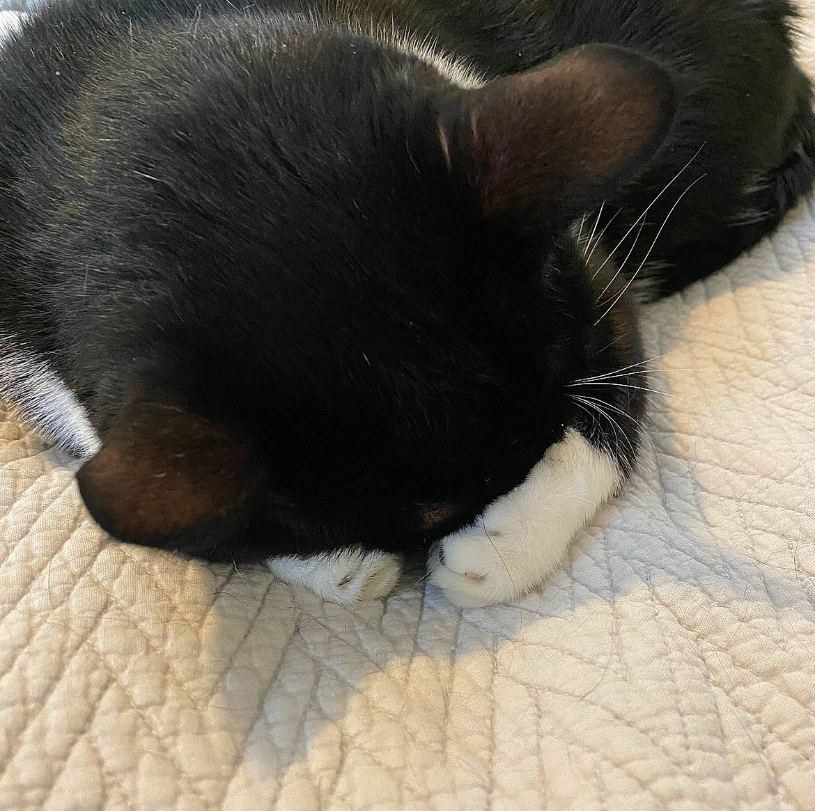 Magic is registered to the contest to win money with this photo: black_cat, carnivore, cat, claw, comfort, domestic_short_haired_cat, felidae, foot, fur, nap, paw, sleep, small_to_medium_sized_cats, snout, tail, terrestrial_animal, whiskers