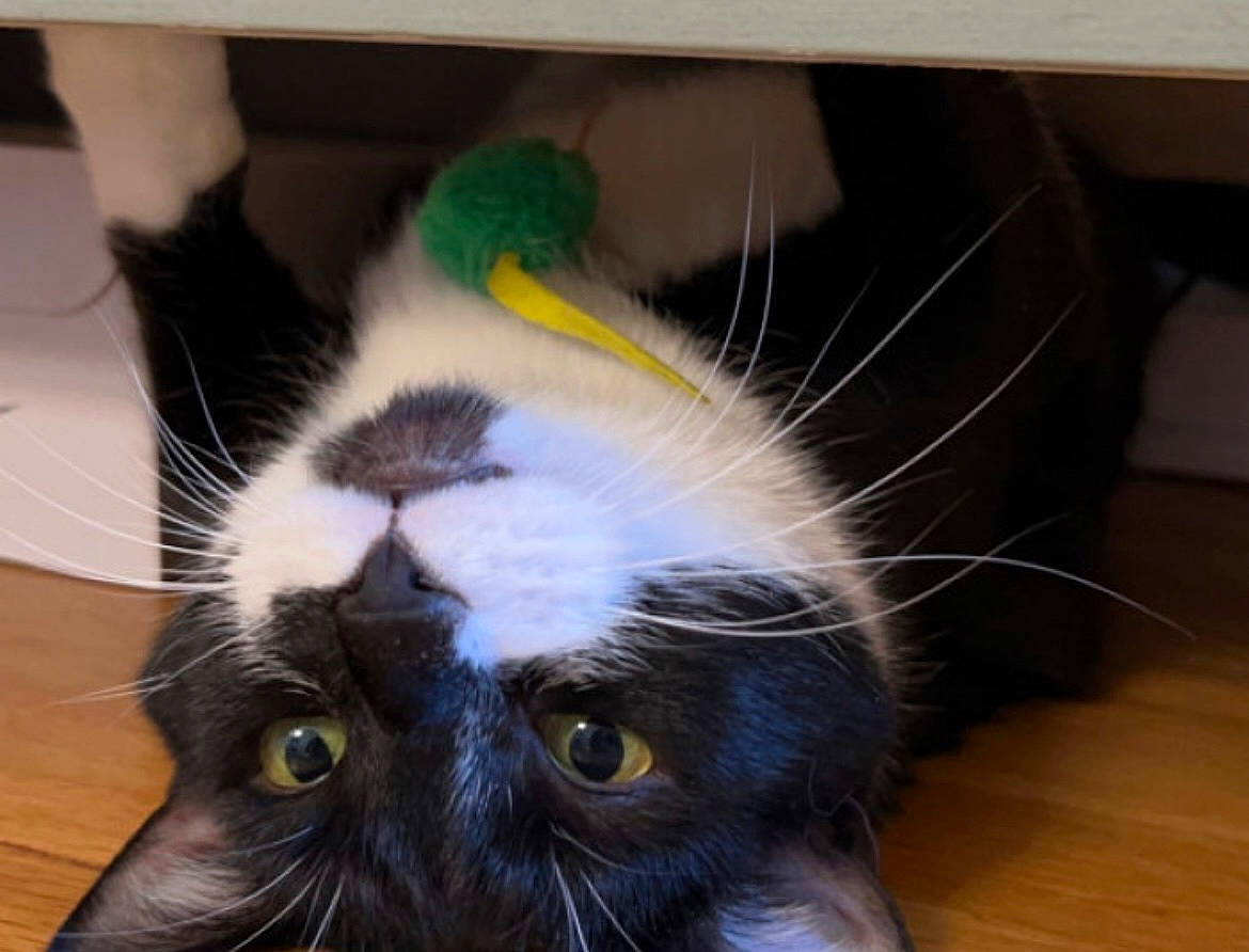 Magic joined the competition — help win amazing prizes! carnivore, cat, claw, comfort, domestic_short_haired_cat, ear, felidae, flooring, foot, fur, hardwood, laminate_flooring, paw, small_to_medium_sized_cats, snout, tail, varnish, whiskers, wood, wood_flooring