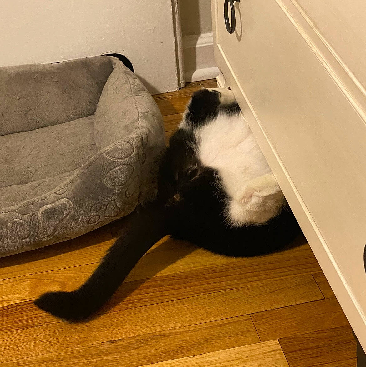 Magic is registered to the contest to win money with this photo: carnivore, cat, comfort, domestic_short_haired_cat, felidae, floor, flooring, fur, hardwood, human_leg, laminate_flooring, plywood, room, small_to_medium_sized_cats, tail, terrestrial_animal, whiskers, wood, wood_flooring, wood_stain