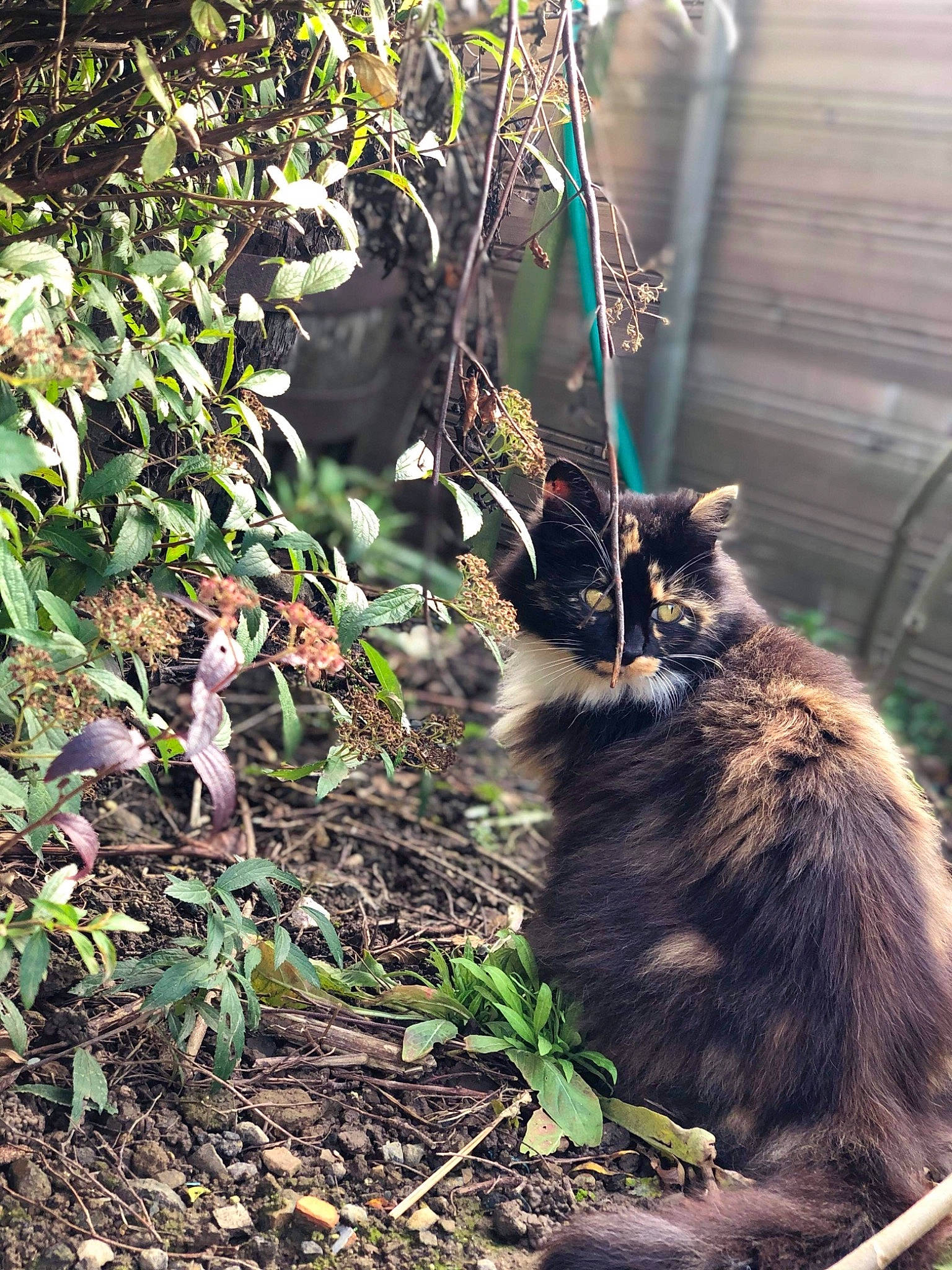 Love a rejoint le concours — aidez-le/la à gagner de superbes lots ! branch, carnivore, cat, domestic_short_haired_cat, fawn, felidae, grass, groundcover, organism, plant, shrub, small_to_medium_sized_cats, snout, soil, tail, terrestrial_animal, terrestrial_plant, trunk, twig, whiskers