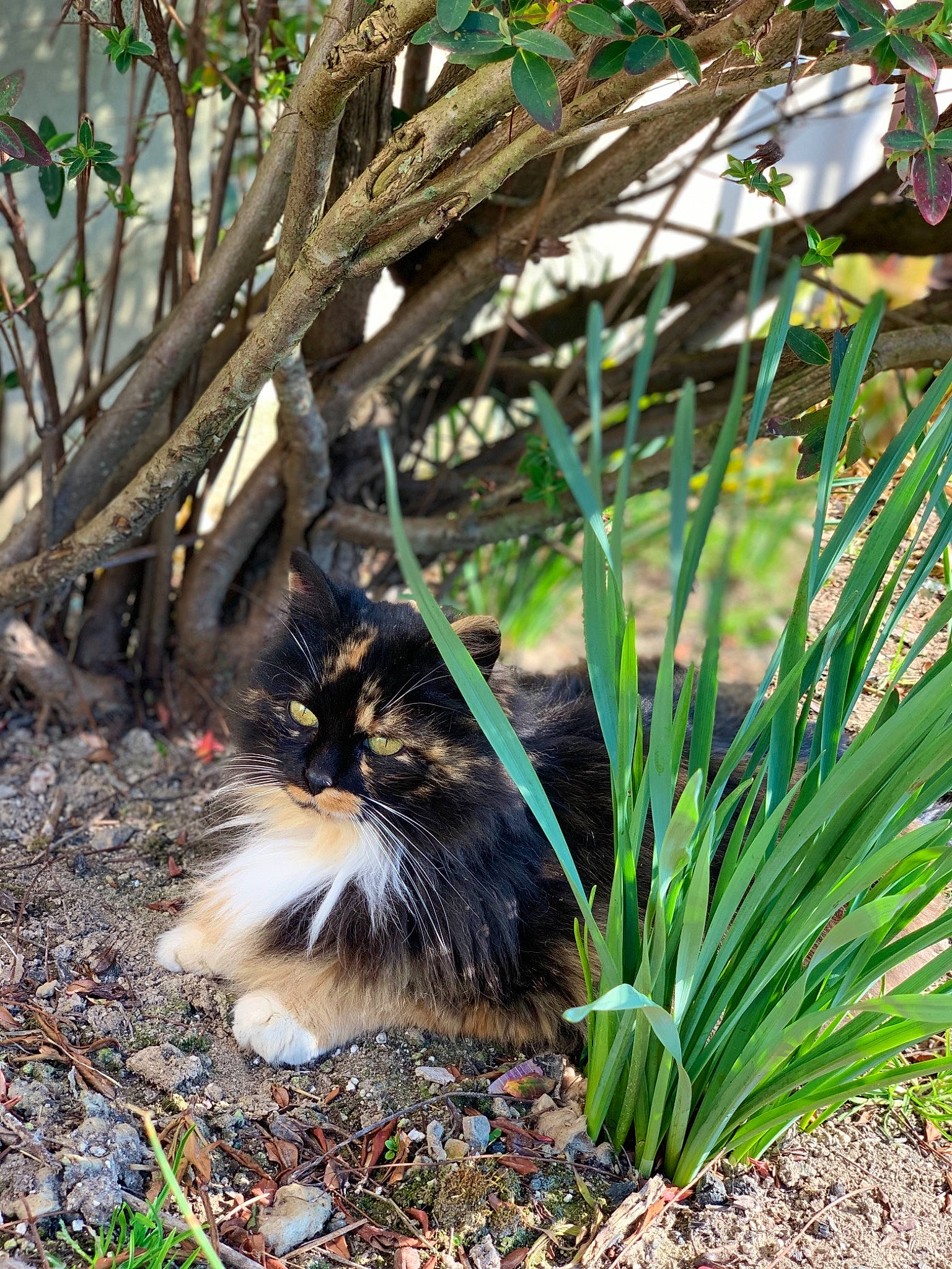 Love participe au concours pour gagner de l'argent avec cette photo : arecales, carnivore, cat, felidae, fur, garden, grass, herb, perennial_plant, plant, plant_stem, small_to_medium_sized_cats, soil, tail, terrestrial_animal, terrestrial_plant, tree, whiskers, wildlife, wood