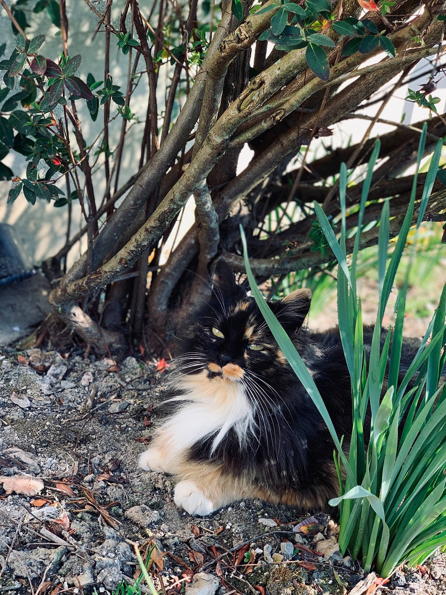 Love participe au concours pour gagner de l'argent avec cette photo : arecales, botany, branch, carnivore, cat, fawn, felidae, grass, plant, saw_palmetto, small_to_medium_sized_cats, tail, terrestrial_animal, terrestrial_plant, tints_and_shades, tree, trunk, twig, wood, woody_plant