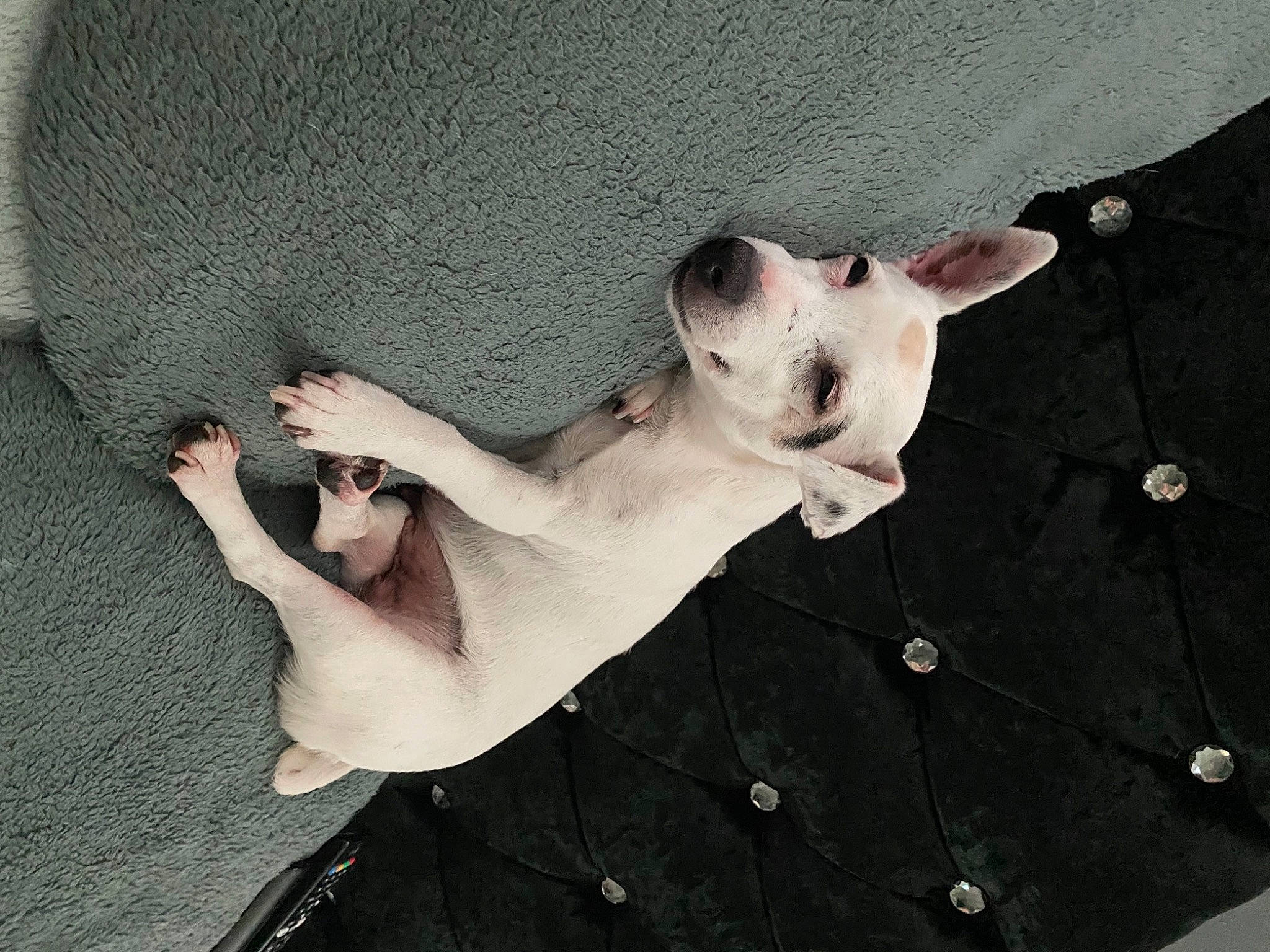 Dasher is registered to the contest to win money with this photo: canidae, carnivore, cat, comfort, companion_dog, dog_breed, fawn, felidae, foot, gesture, grey, human_body, paw, small_to_medium_sized_cats, snout, sporting_group, tail, terrestrial_animal, whiskers, working_animal