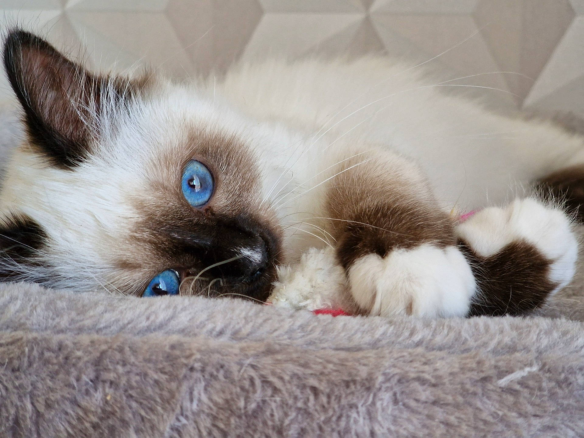 Tulipe a rejoint le concours — aidez-le/la à gagner de superbes lots ! balinese, birman, carnivore, cat, claw, comfort, domestic_short_haired_cat, fawn, felidae, fur, mammal, paw, ragdoll, siamese, small_to_medium_sized_cats, snout, terrestrial_animal, thai, whiskers