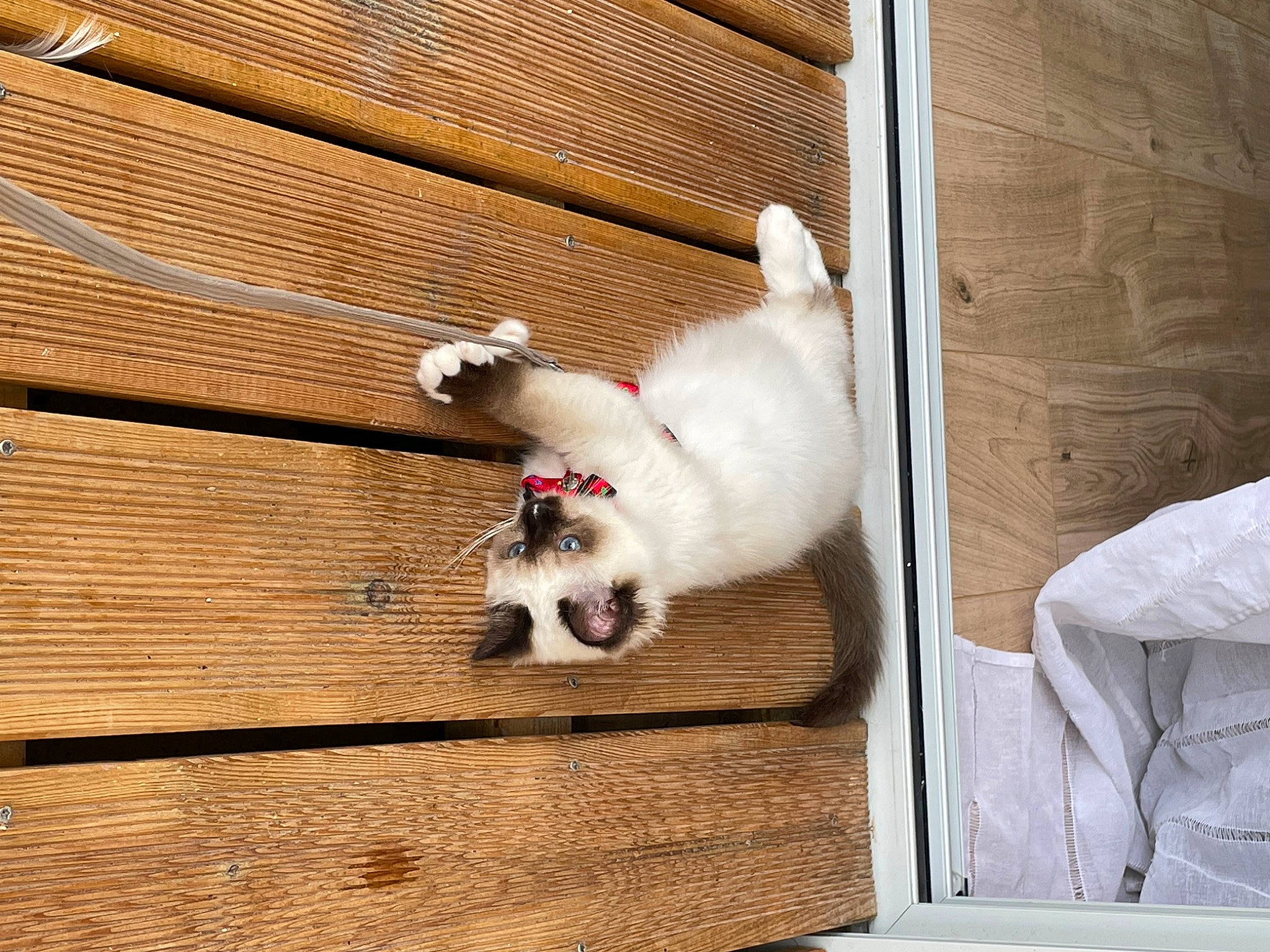 Tulipe participe au concours pour gagner de l'argent avec cette photo : canidae, carnivore, cat, comfort, companion_dog, dog_breed, fawn, felidae, flooring, fur, hardwood, paw, pet_supply, rectangle, small_to_medium_sized_cats, sporting_group, tail, toy_dog, whiskers, wood