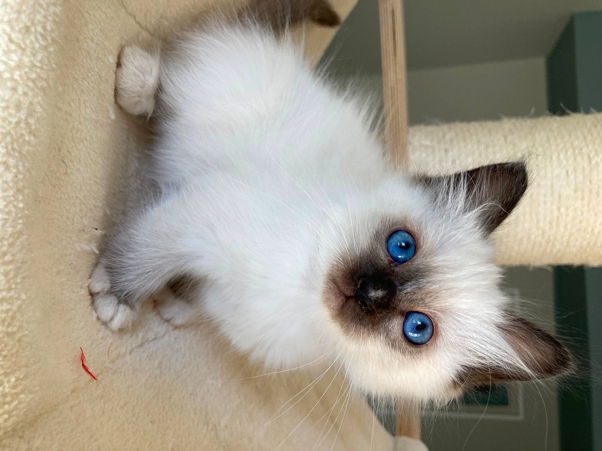 Tulipe a rejoint le concours — aidez-le/la à gagner de superbes lots ! balinese, birman, carnivore, cat, companion_dog, eye, fawn, felidae, fur, paw, ragdoll, siamese, small_to_medium_sized_cats, snout, tail, thai, whiskers