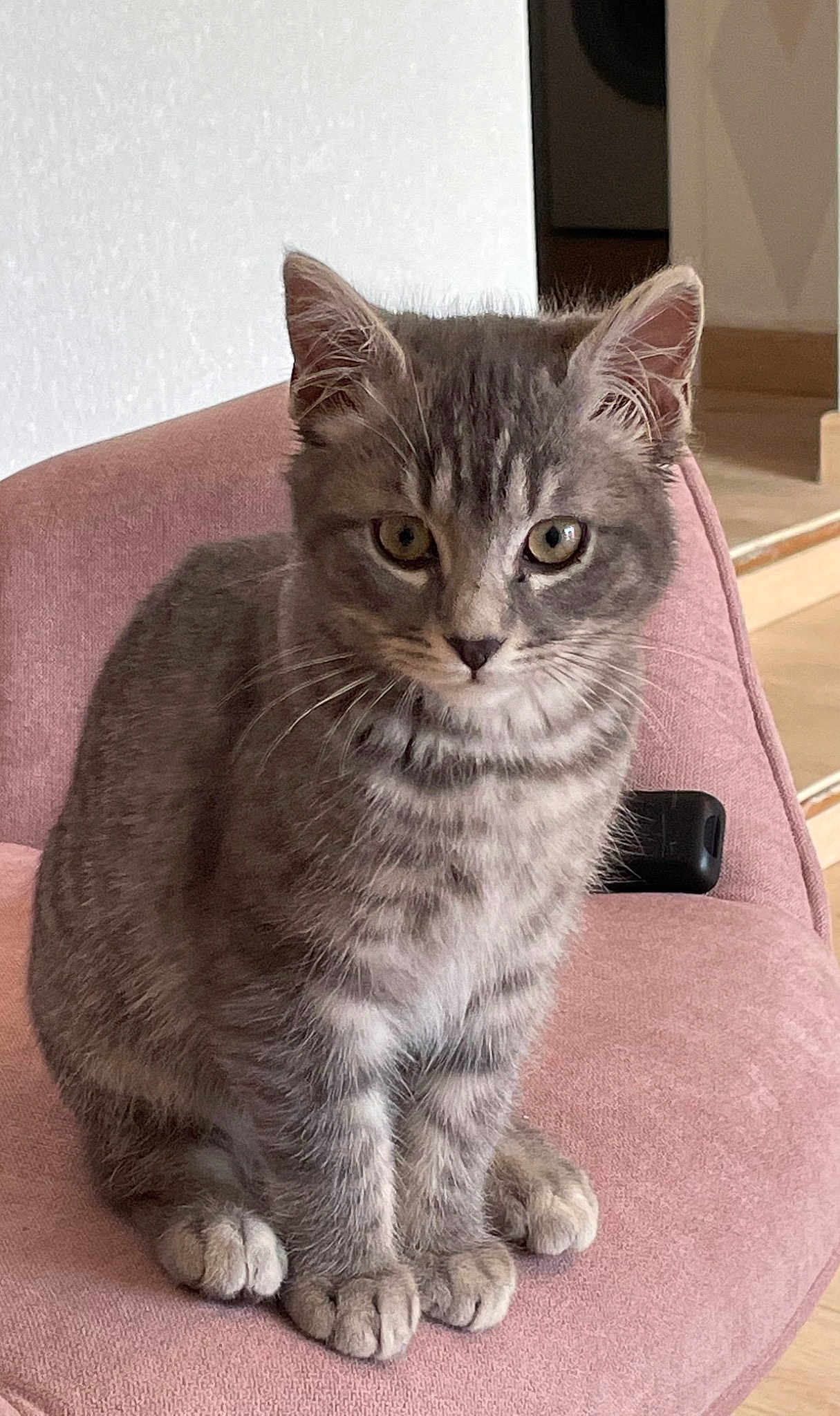 Snooky