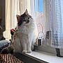 cat, fluffy, windowsill, curtains, indoor, natural_light, lace_curtains, cozy, woven_basket, flower_pot, curious, pet, feline, domestic_animal, soft_light, home, relaxed, window, sitting, portrait