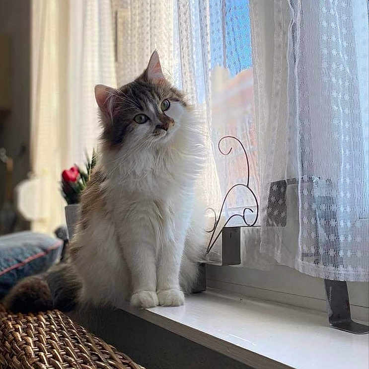 Stella participe au concours pour gagner de l'argent avec cette photo : cat, cozy, curious, curtains, domestic_animal, feline, flower_pot, fluffy, home, indoor, lace_curtains, natural_light, pet, portrait, relaxed, sitting, soft_light, window, windowsill, woven_basket