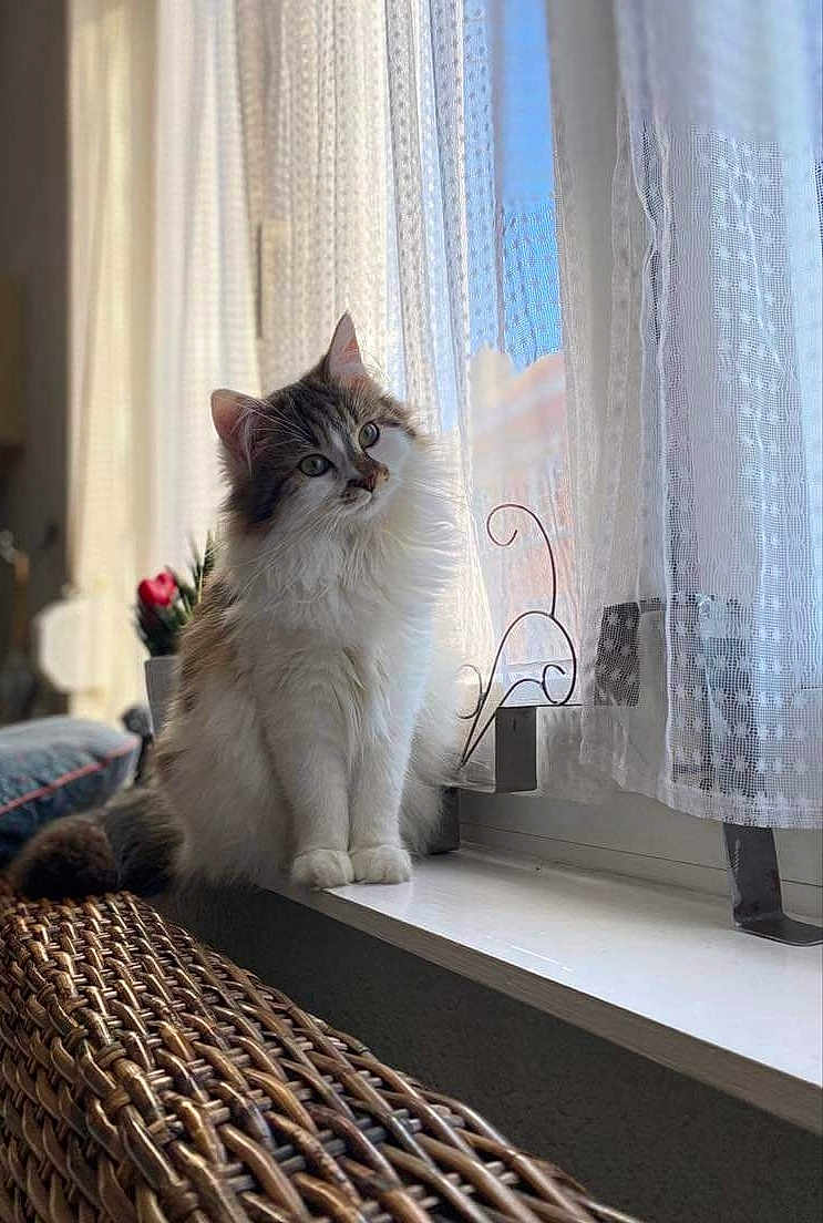 Stella